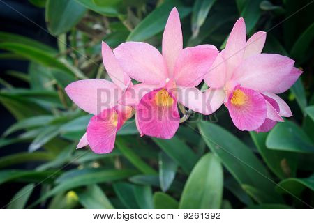 Puha rózsaszín és sárga orchidea