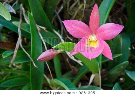 Csillag alakú - rózsaszín és sárga orchidea