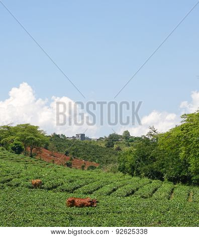 Tea Farm At Bao Loc Highland