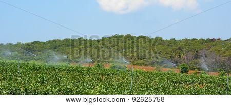 Tea Farm At Bao Loc Highland