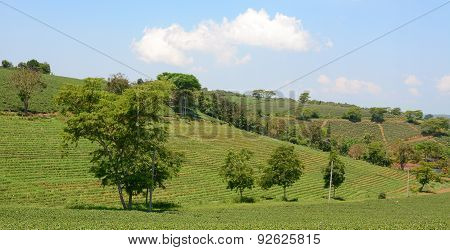 Tea Farm At Bao Loc Highland
