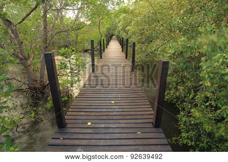 Mangrove forest and wood bridge