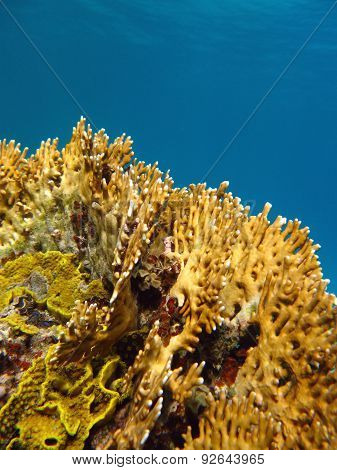 Coral Reef With Fire Coral, Underwater
