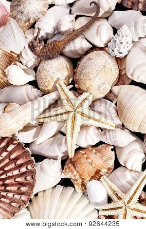 Background Of Various Sea Shells