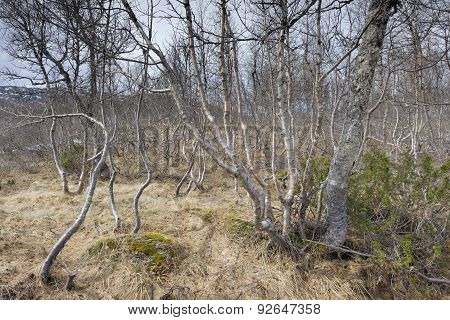 Birch forest