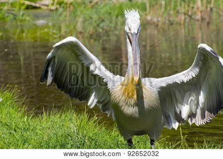 Dalmatian Pelican (pelecanus Crispus)
