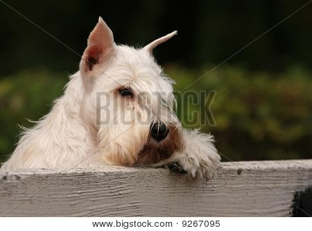 Stoflågerne hund på bænken