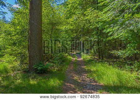 Footpath through a forest in sunlight in spring