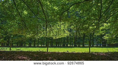 Foliage of a beech forest in sunlight in spring