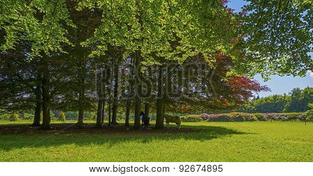 Riding horses seeking shelter in the shade of trees