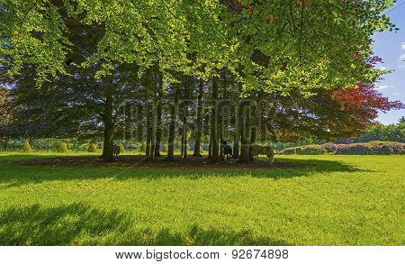 Riding horses seeking shelter in the shade of trees