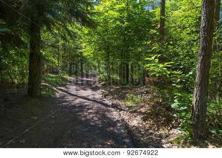 Footpath through a forest in sunlight in spring