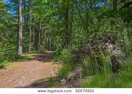 Footpath through a forest in sunlight in spring