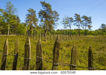 Clearing in a pine forest in sunlight in spring
