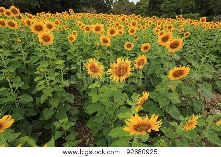 Sunflower