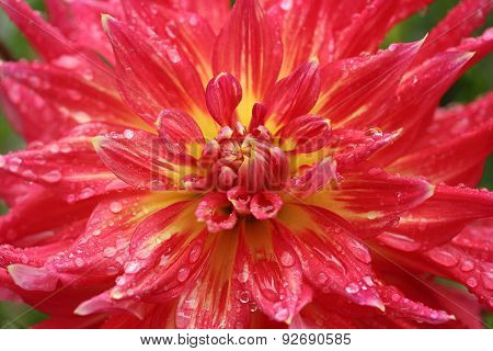 Beautiful Flower Dahlia Coral In Raindrops.
