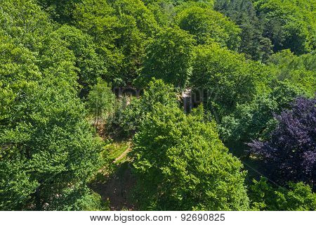 Aerial view of a beech forest in sunlight in spring