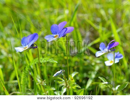 Heartsease, Viola tricolor