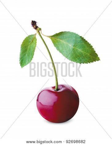 Cherry