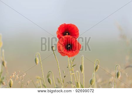 Red Poppies Couple