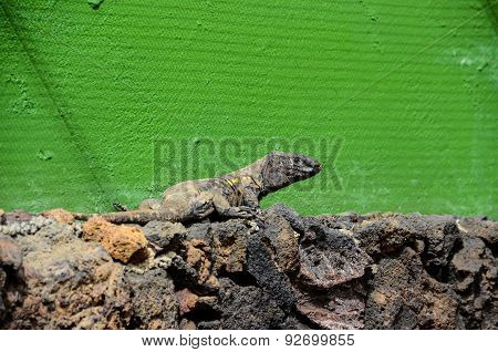 Canarian Lizard