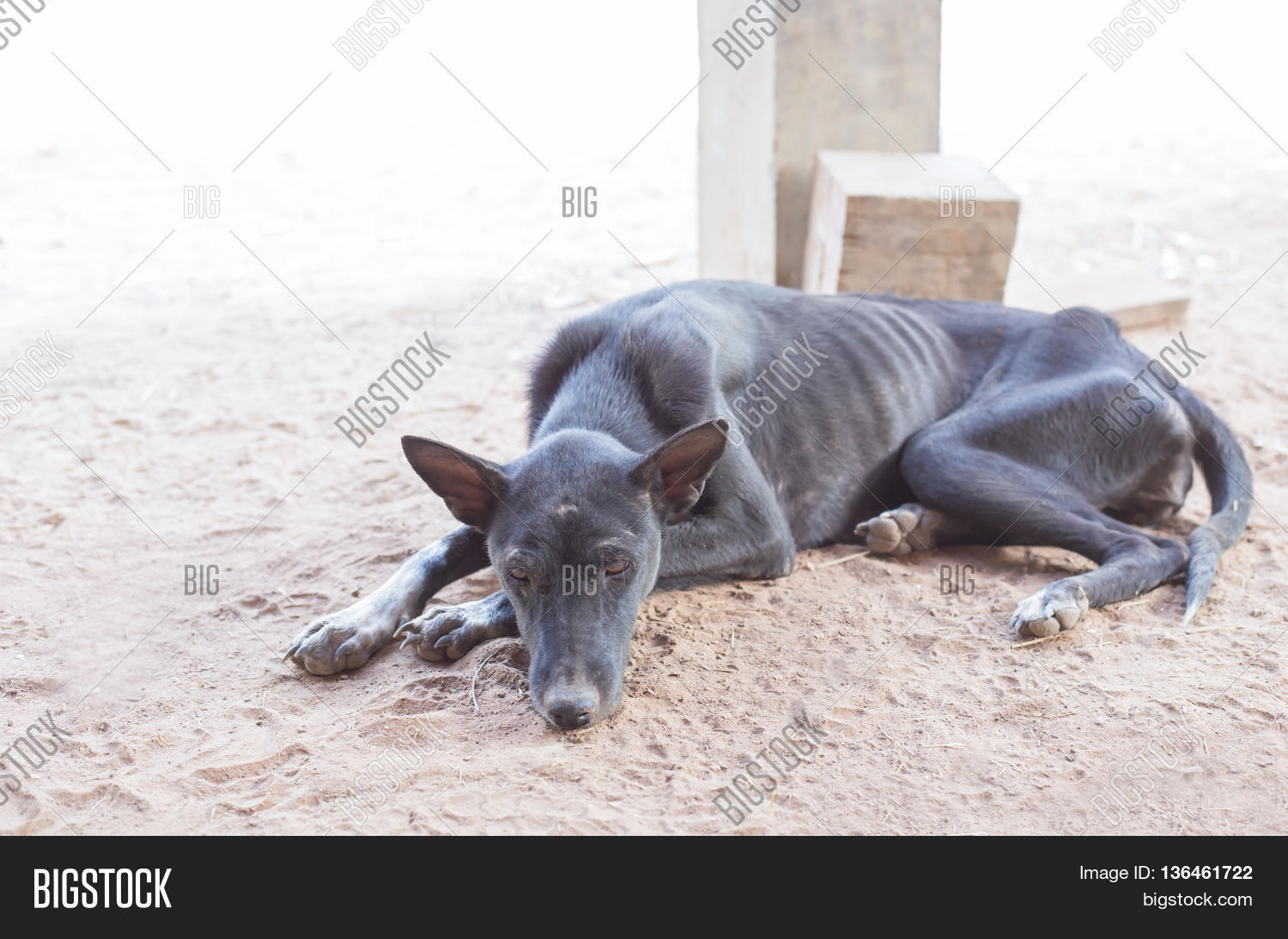 black skinny dog