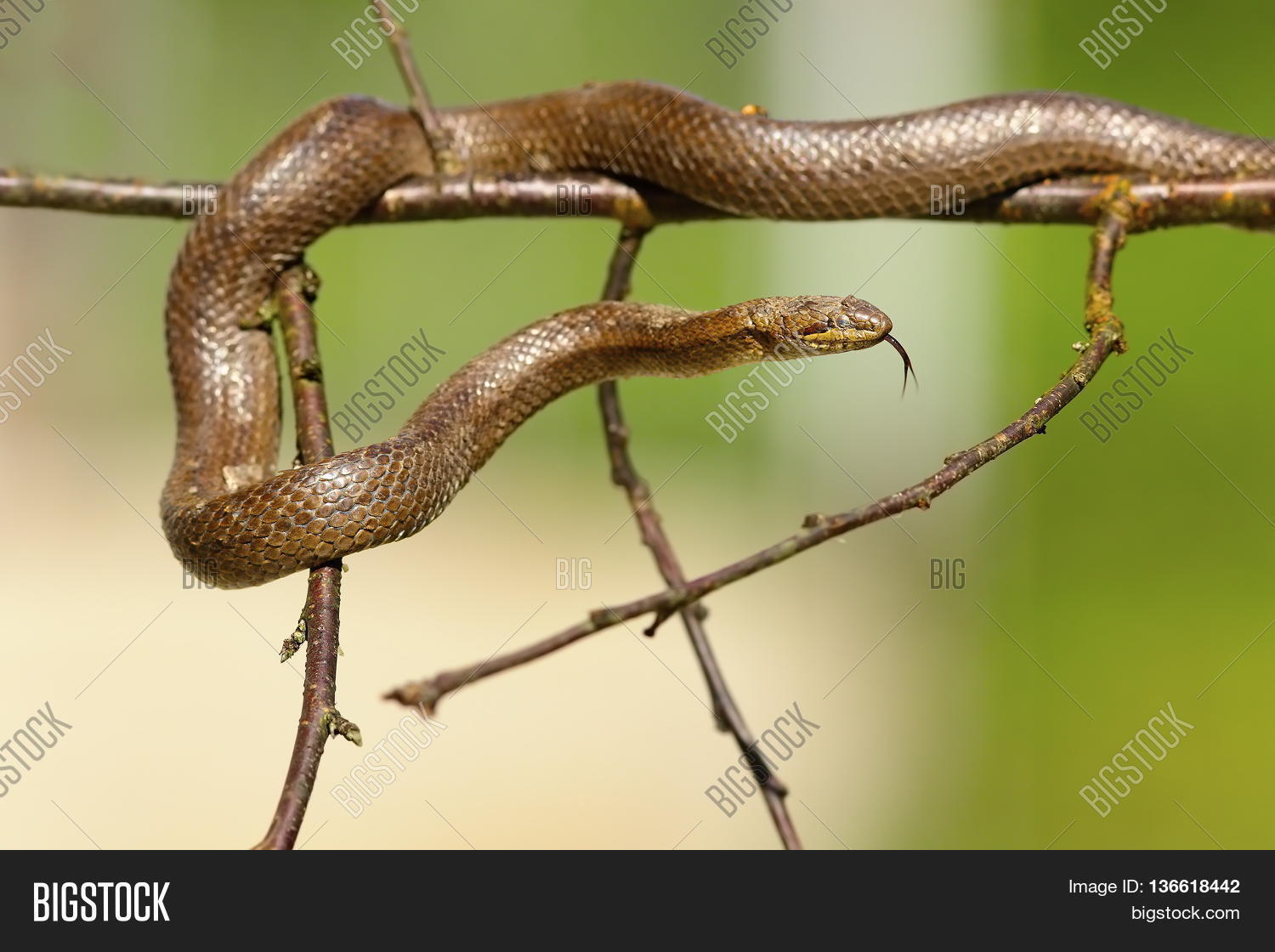 Smooth Snake Climbing Image & Photo (Free Trial) Bigstock