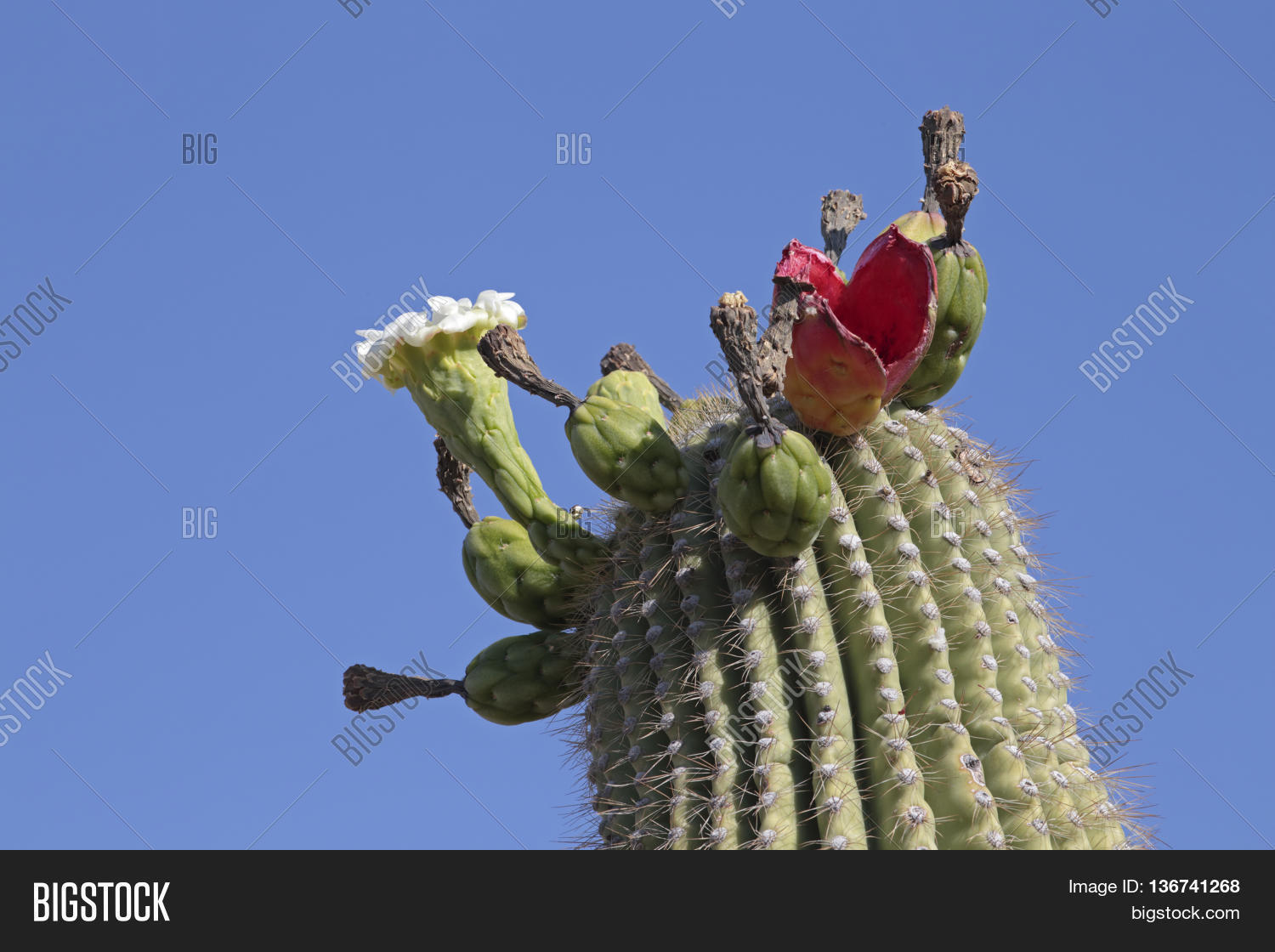 Various Stages Saguaro Image & Photo (Free Trial) | Bigstock