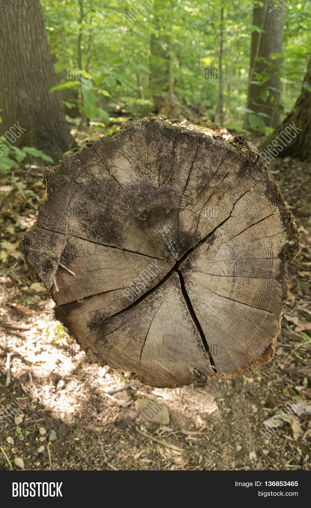 End Tree Exposed Park Image & Photo (Free Trial) | Bigstock