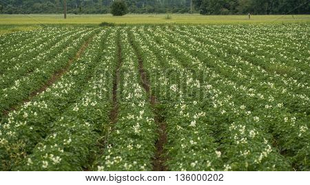 A view of fructiferous field of potatoes