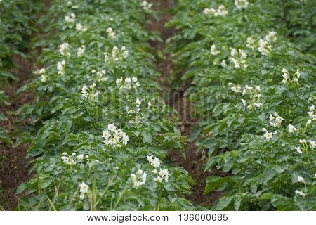 A detail view of fructiferous potatoes on the field