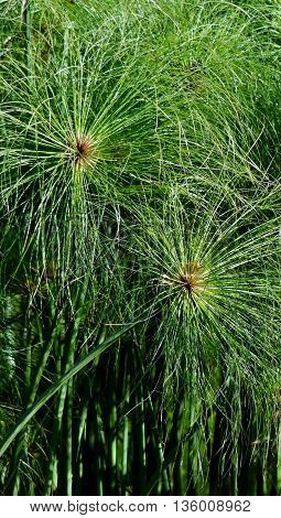 Close up of green Cyperus papyrus grass