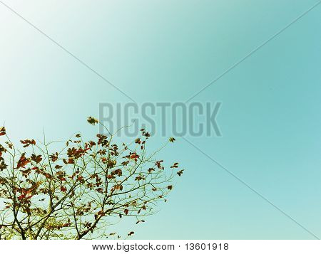 arbre lumineux de zen