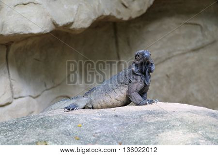A horned lizard 'standing' on a rock