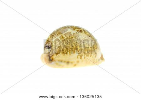 seashell of tiger cowry isolated on black background