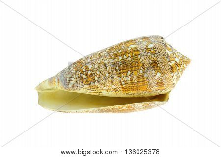 Conus aulicus princely cone on white.  ..