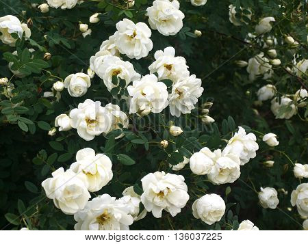 a beautiful rose Bush bloomed in my garden