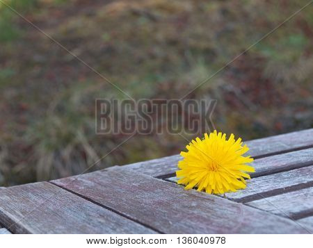 Single yellow Dandelion sitting on a old wooden table