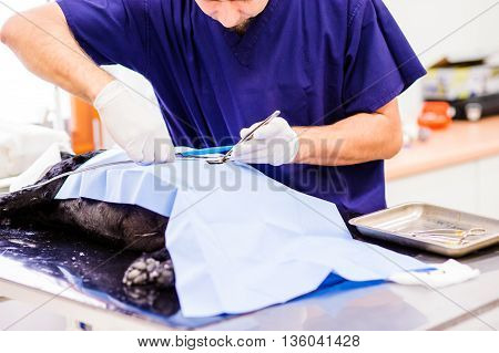 A Dog Is Being Operated In A Veterinary Clinic.