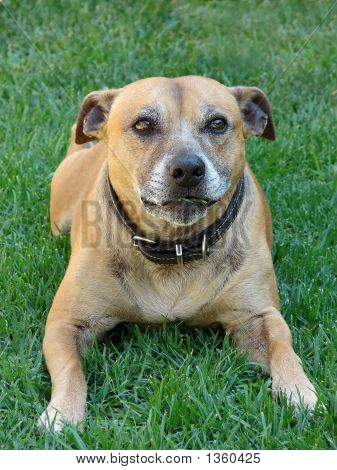  Personalunderskottet ren ras hund