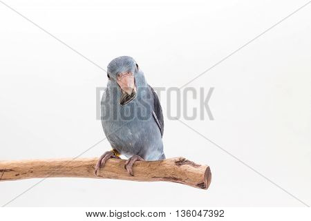 Mauve Forpus, Parakeet, Bird