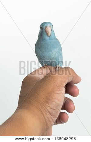 Mauve Forpus on hand and white background