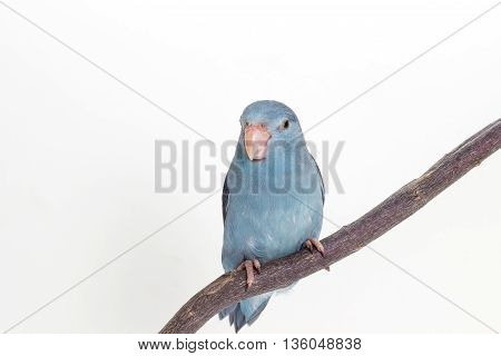 Mauve Forpus, Parakeet, Bird