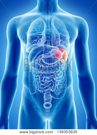 3d rendered, medically accurate illustration of the spleen