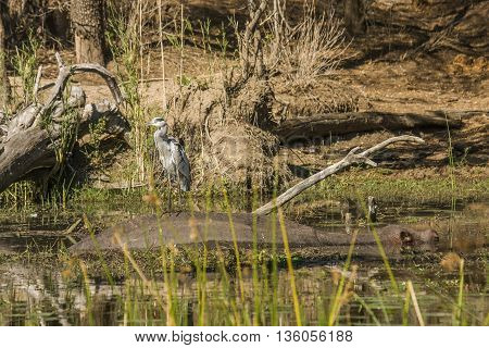 gray heron fishing in a pond and standing on the back of an hippopotamus, in Kruger Park