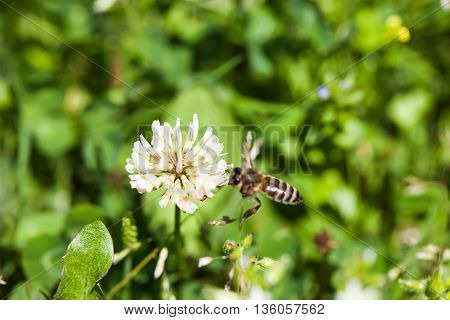 bee collects nectar on clover, white clover, flowers, green grass