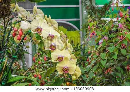 Paphiopedilum Orchidaceae Flower