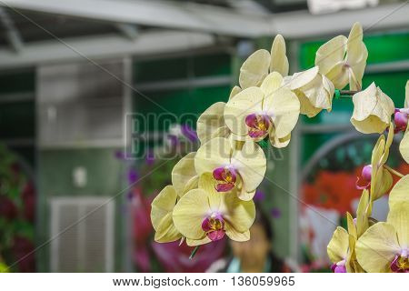 Paphiopedilum Orchidaceae Flower