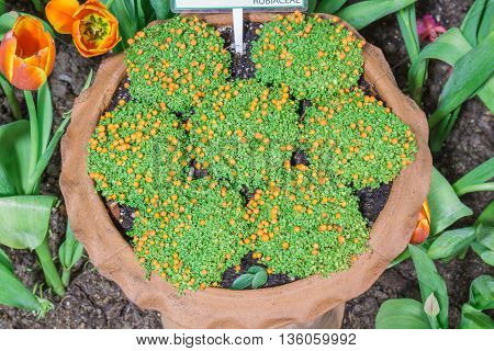 Bead Plant In Pot