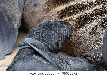 Cape Fur Seals, Skeleton Coast, Namibia